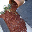Manzanillas